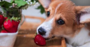 What Fruits and Vegetables Can Dogs Eat?