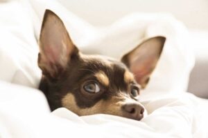Dog with a bed wetting problem looking guilty in between the sheets