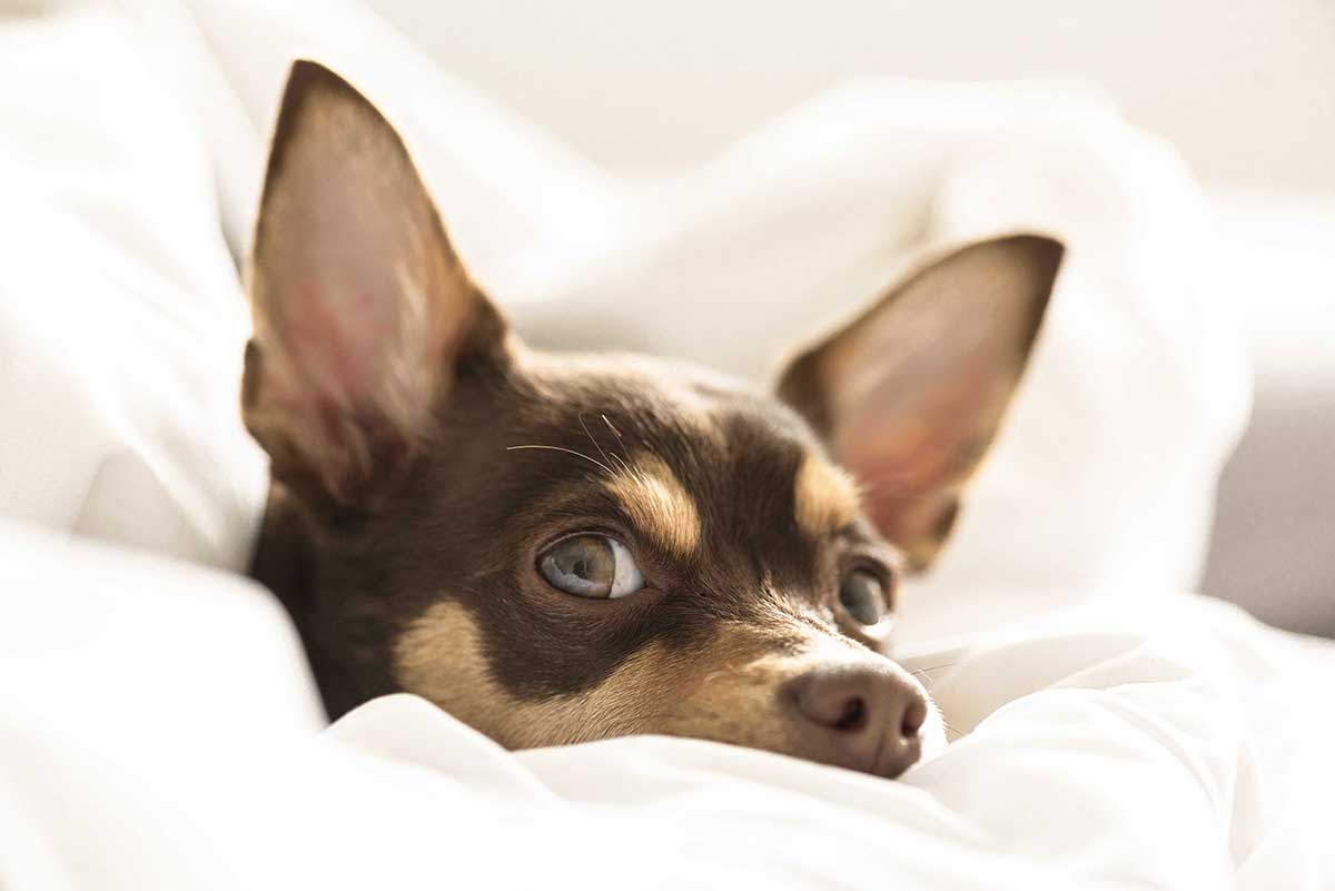 Dog with a bed wetting problem looking guilty in between the sheets