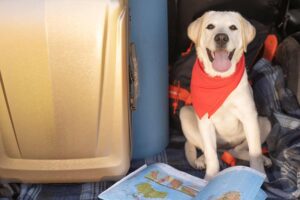 Dog travel essentials