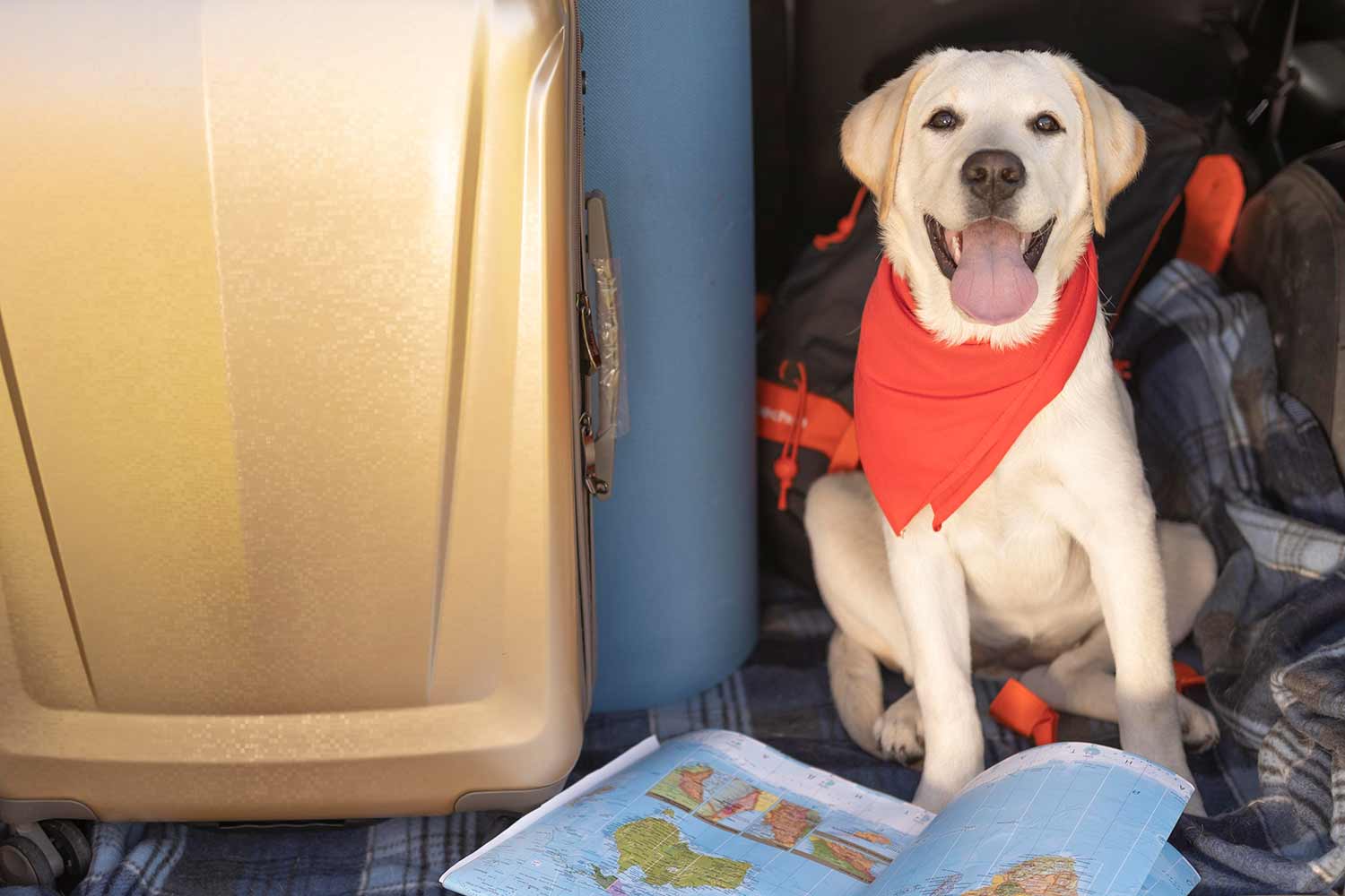 Dog travel essentials