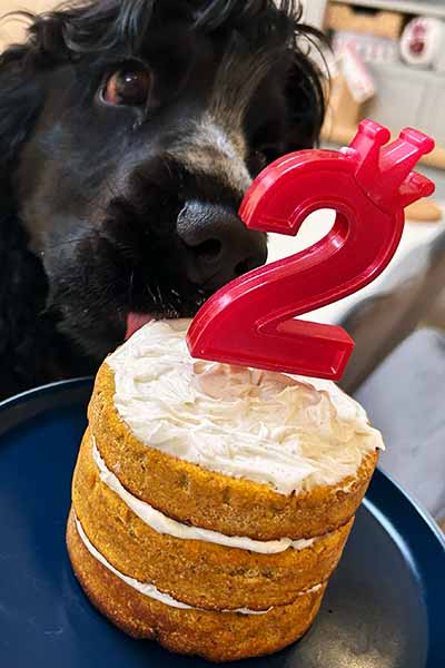 dog birthday cake recipe - Our favourite