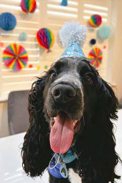 Decorations for dog birthday