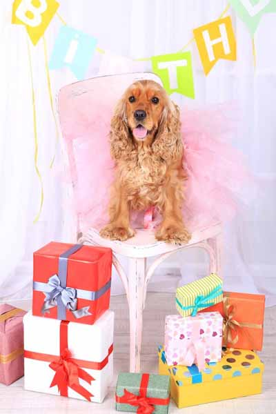 dog birthday gift