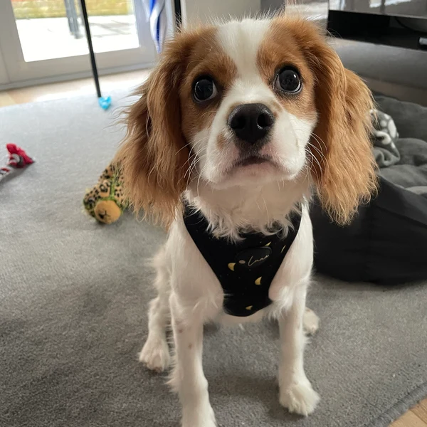 Product review for Adjustable Dog Harness "The Lunar One"