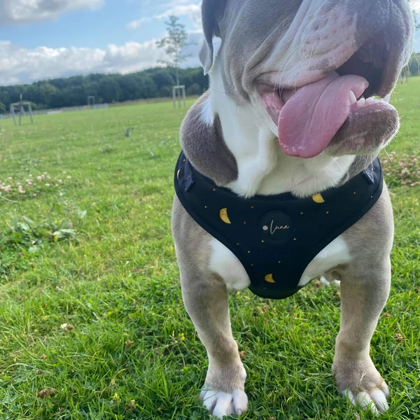 Product review for Adjustable Dog Harness "The Lunar One"