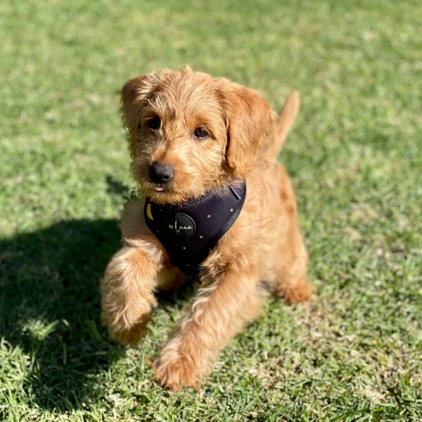 Product review for Adjustable Dog Harness "The Lunar One"