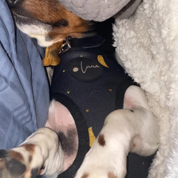 Product review for Adjustable Dog Harness "The Lunar One"