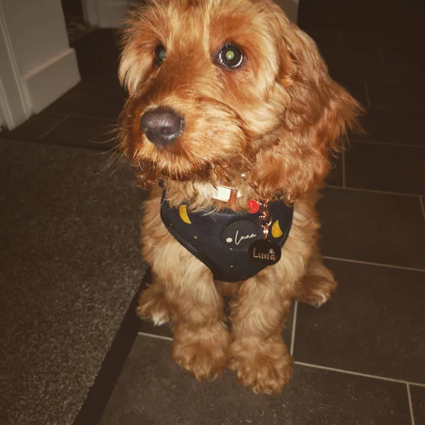 Product review for Adjustable Dog Harness "The Lunar One"