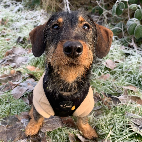 Product review for Adjustable Dog Harness "The Lunar One"