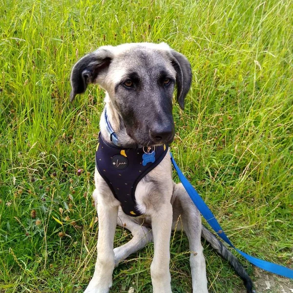 Product review for Adjustable Dog Harness "The Lunar One"