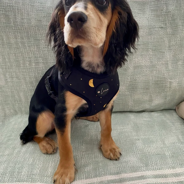 Product review for Adjustable Dog Harness "The Lunar One"