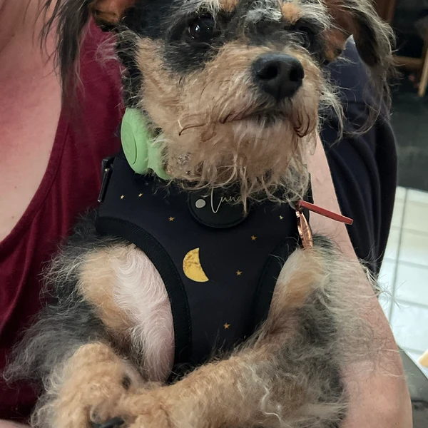 Product review for Adjustable Dog Harness "The Lunar One"