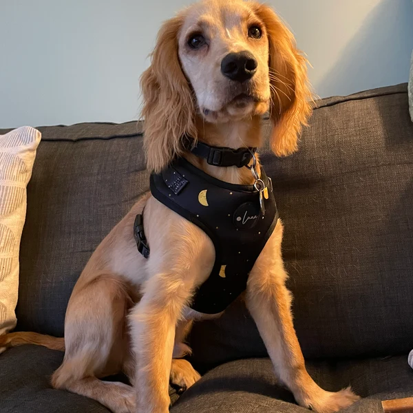 Product review for Adjustable Dog Harness "The Lunar One"