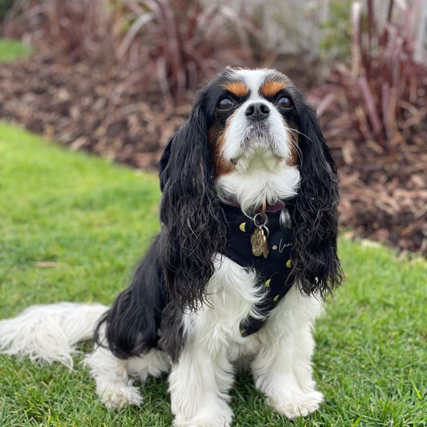 Product review for Adjustable Dog Harness "The Lunar One"