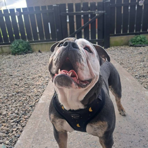 Product review for Adjustable Dog Harness "The Lunar One"