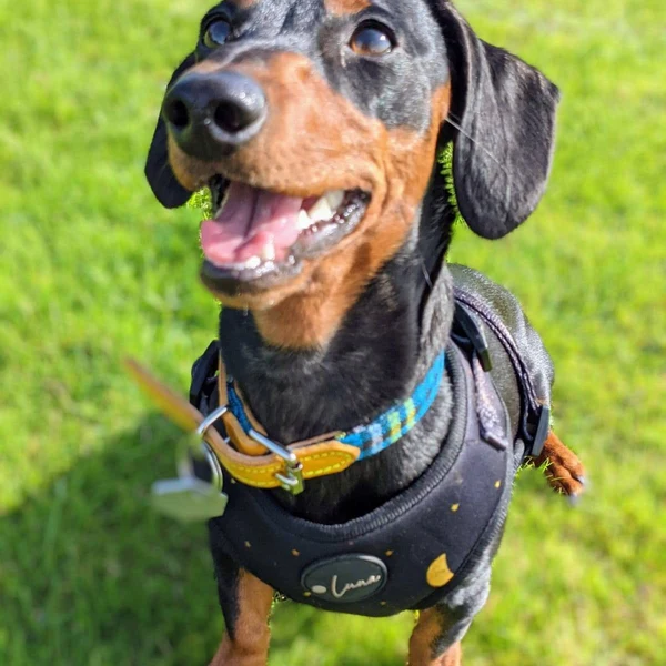 Product review for Adjustable Dog Harness "The Lunar One"