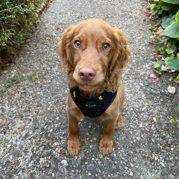 Product review for Adjustable Dog Harness "The Lunar One"