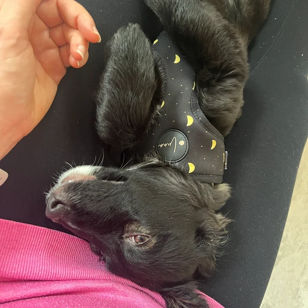 Product review for Adjustable Dog Harness "The Lunar One"