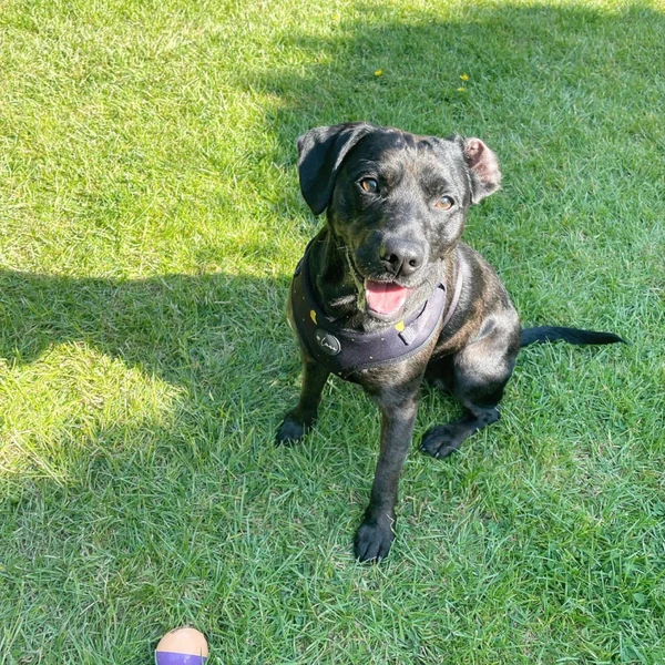 Product review for Adjustable Dog Harness "The Lunar One"