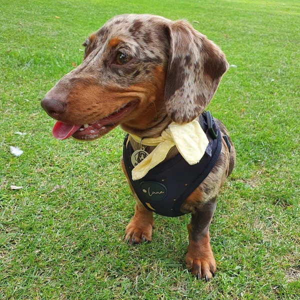 Product review for Adjustable Dog Harness "The Lunar One"