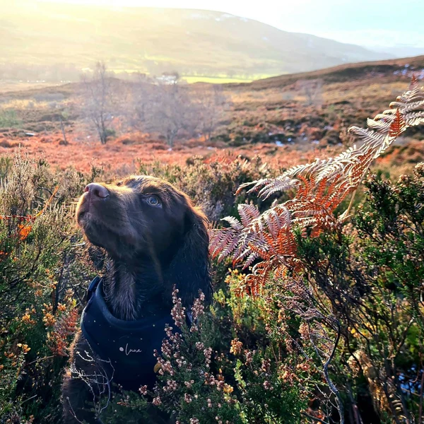 Product review for Adjustable Dog Harness "The Lunar One"