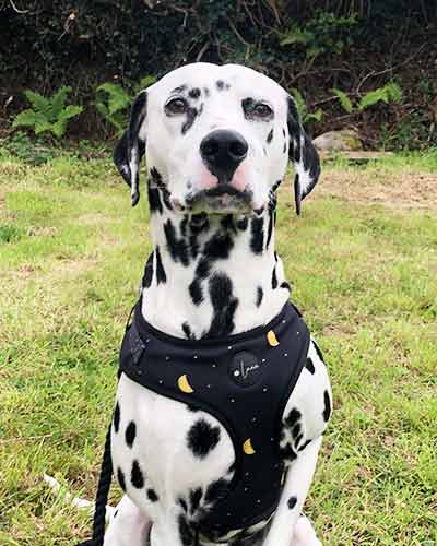 how to put a over-the-head harness on a dog