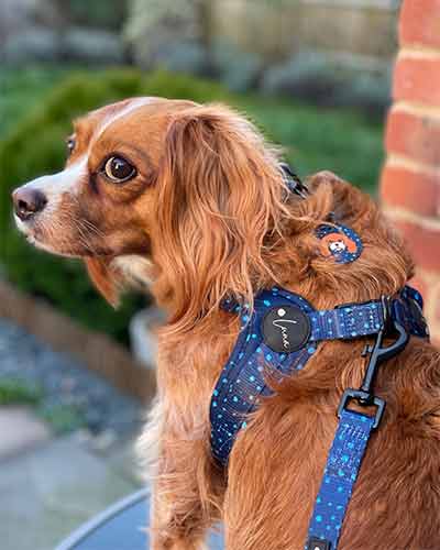 how to put a step-in-harness on a dog