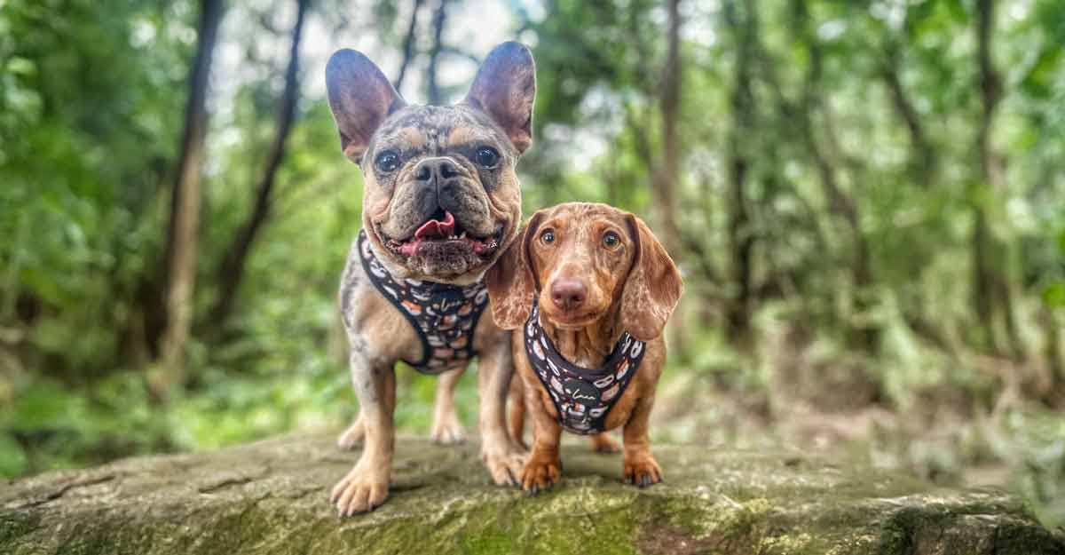 How to Put a Harness on a Dog | Step-by-Step Guide to Safe Walkies