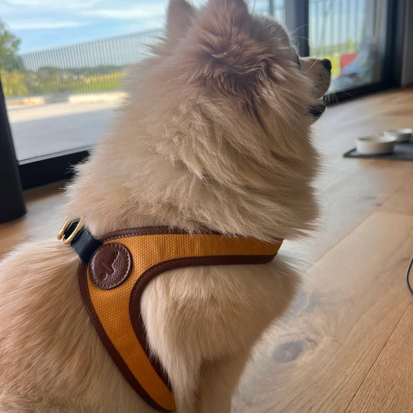 Product review for Luxury Leather Dog Harness – Yellow