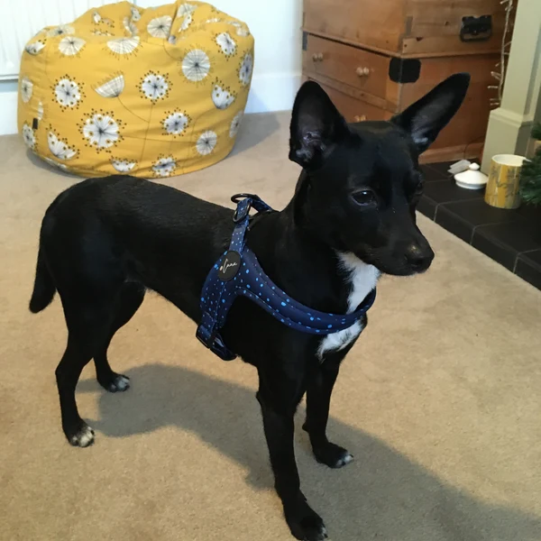 Product review for Step-In Dog Harness "Dotty for You" - Blue
