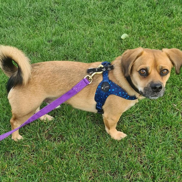 Product review for Step-In Dog Harness "Dotty for You" - Blue