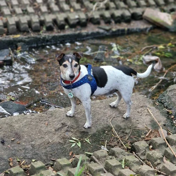 Product review for Step-In Dog Harness "Dotty for You" - Blue
