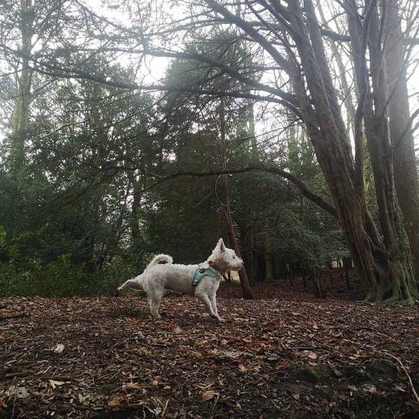 Product review for Step-In Dog Harness "Dotty for You" - Green