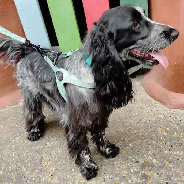 Product review for Step-In Dog Harness "Dotty for You" - Green