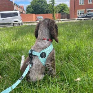 Product review for Step-In Dog Harness "Dotty for You" - Green