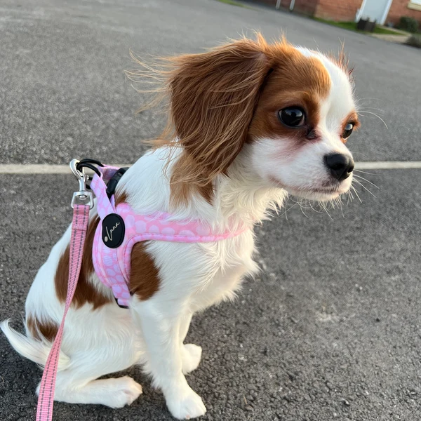 Product review for Step-In Dog Harness "Dotty for You" - Pink