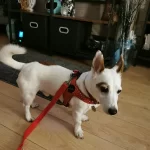 Product review for Step-In Dog Harness "Dotty for You" - Red