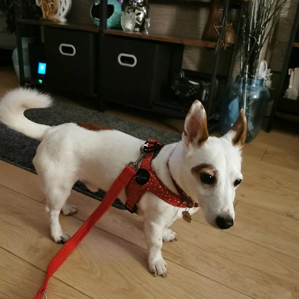 Product review for Step-In Dog Harness "Dotty for You" - Red