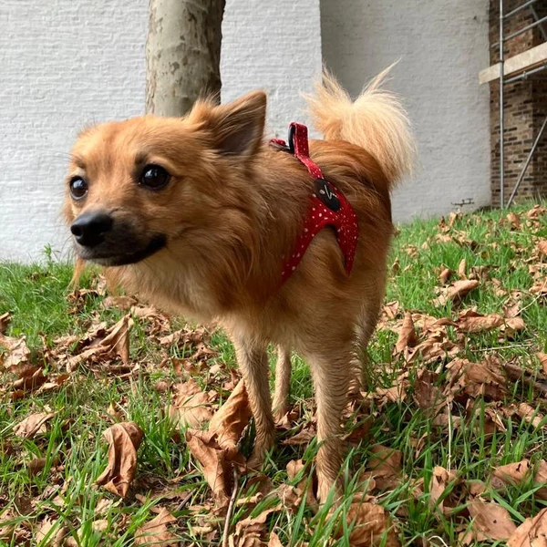 Product review for Step-In Dog Harness "Dotty for You" - Red