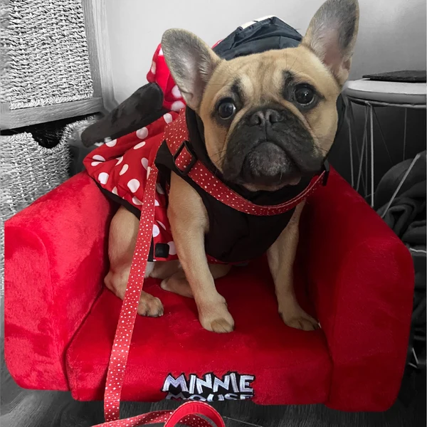 Product review for Step-In Dog Harness "Dotty for You" - Red