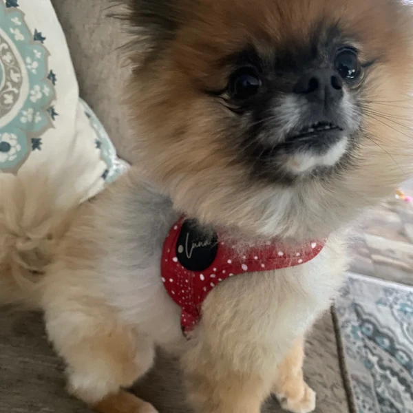 Product review for Step-In Dog Harness "Dotty for You" - Red