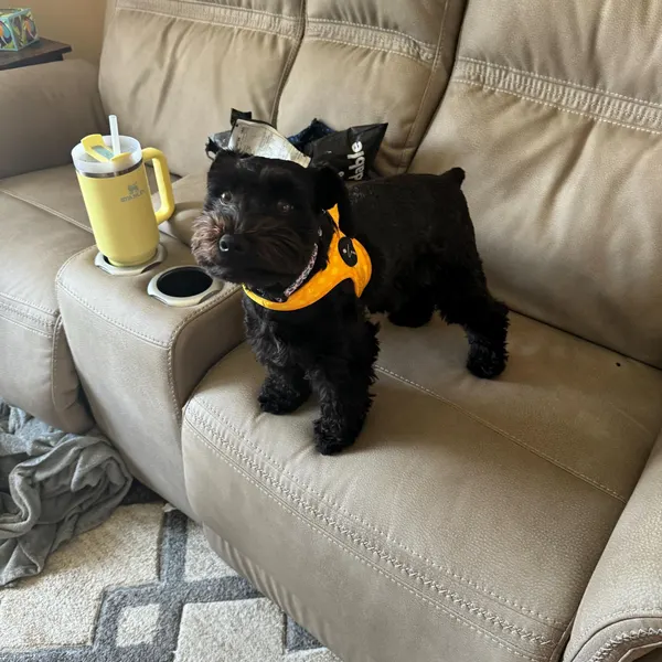Product review for Step-In Dog Harness "Dotty for You" - Yellow