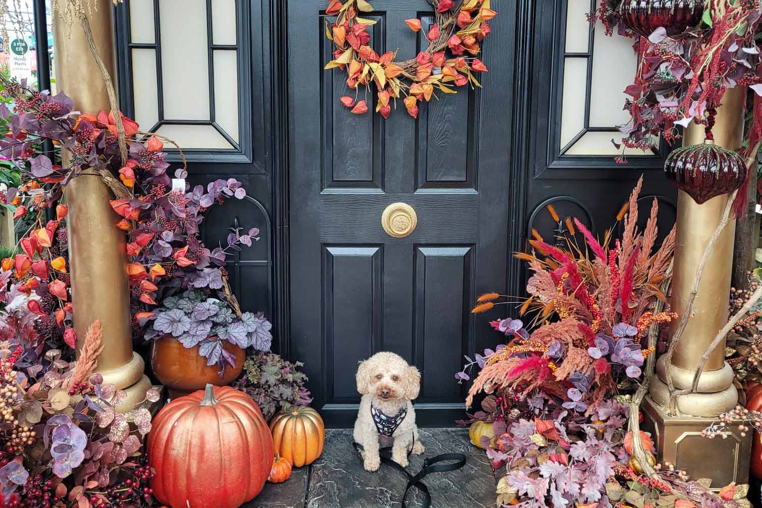 Dog friendly Halloween ideas