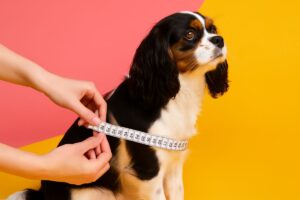 Measurement for harness