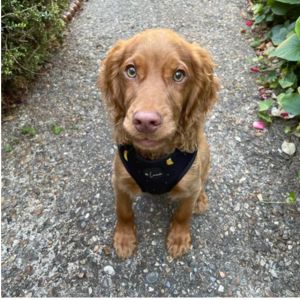 Puppy with adjustable dog harness
