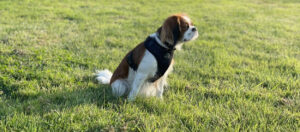 Best Harness for Puppies