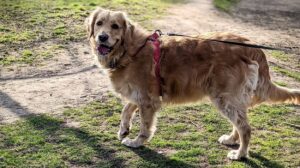 Is Microchipping Enough in the UK?