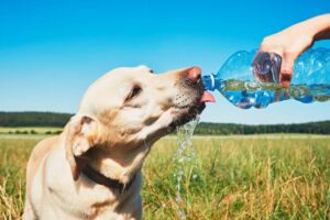Hot weather tips for dogs to keep cool