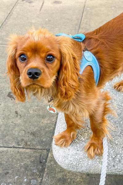 leather-dog-harness-size-guide step-in luxury leather dog harness